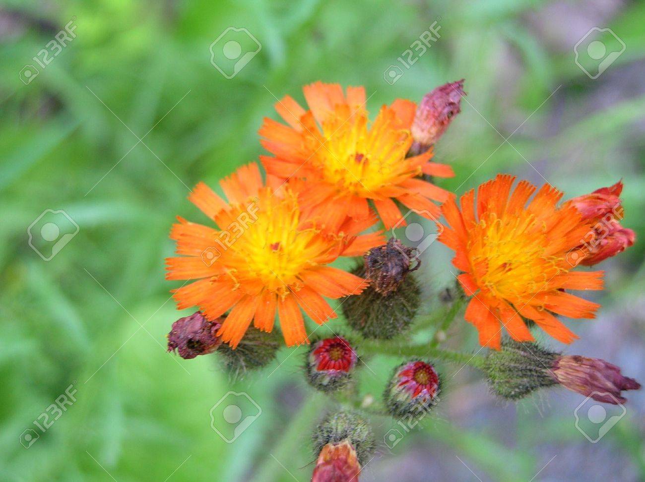 ヤナギタンポポ属オレンジ花 の写真素材 画像素材 Image 758