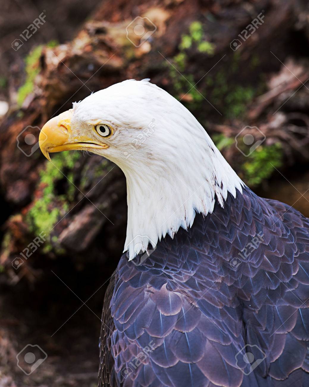 アメリカ合衆国の国鳥ハクトウワシ の写真素材 画像素材 Image