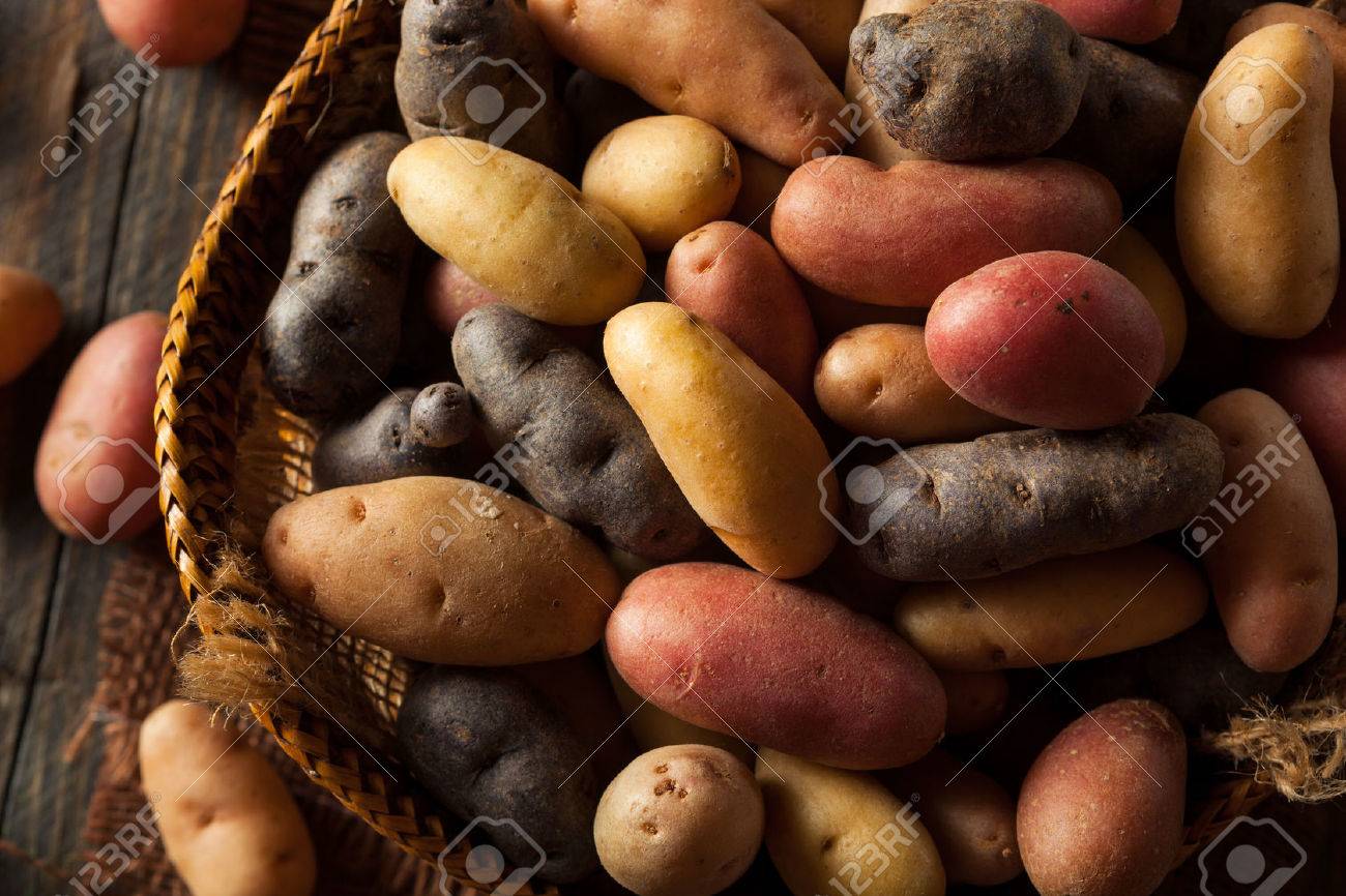 Raw Organic Fingerling Potatoes in a Basket - 43095397 Raw Organic Fingerling Potatoes in a Basket - 43095397