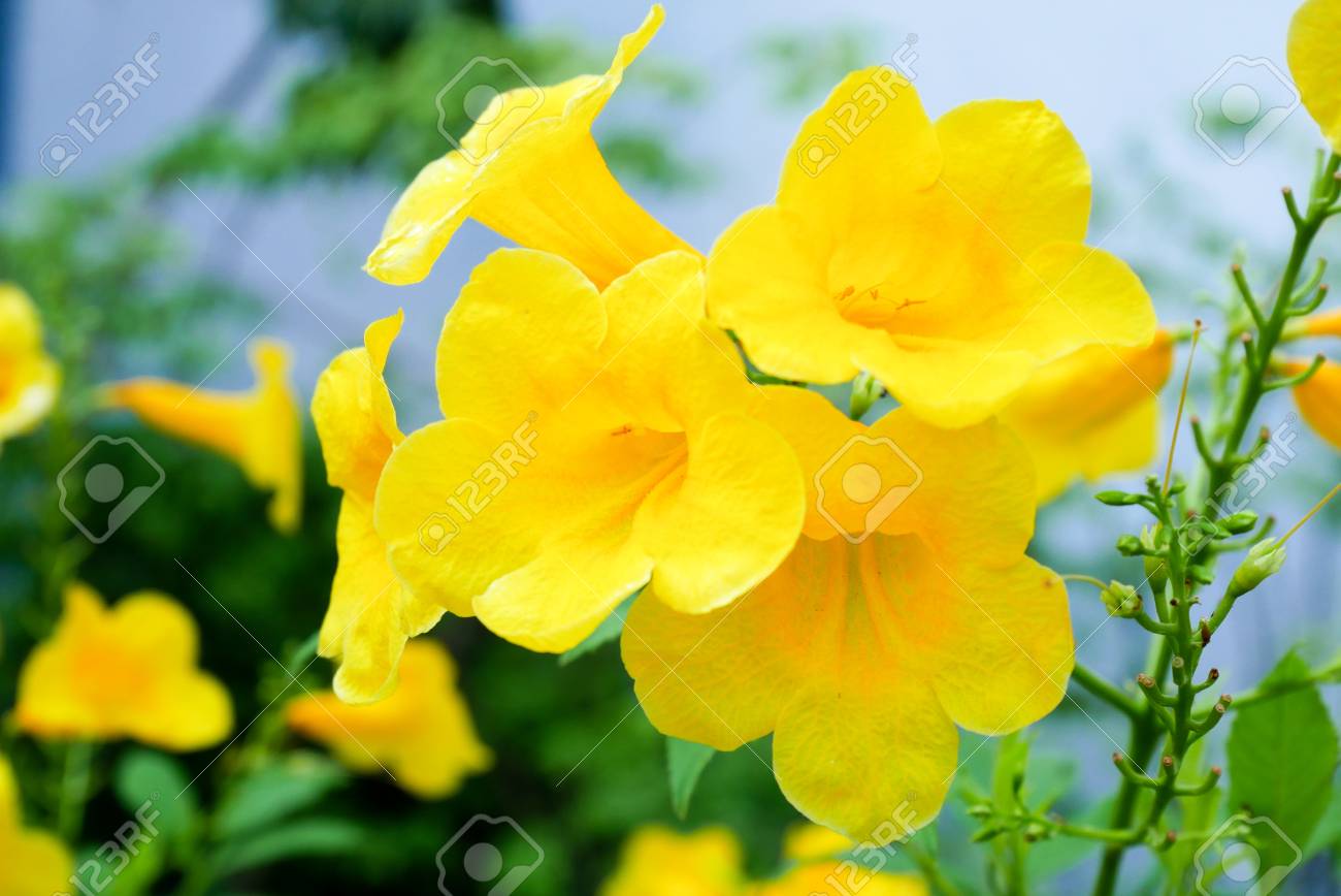 Yellow Flowers In The Garden In The Fresh Morning Stock Photo ...