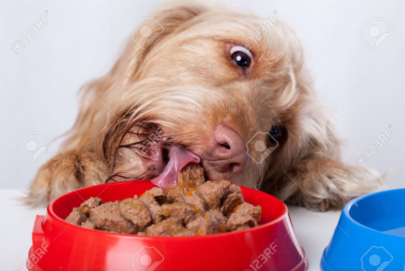 Funny Dog Eating Food From Red Bowl Stock Photo Picture And Royalty Free Image Image 28794043