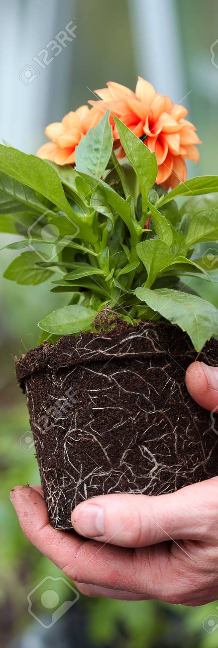 ダリア苗根裏 の写真素材 画像素材 Image