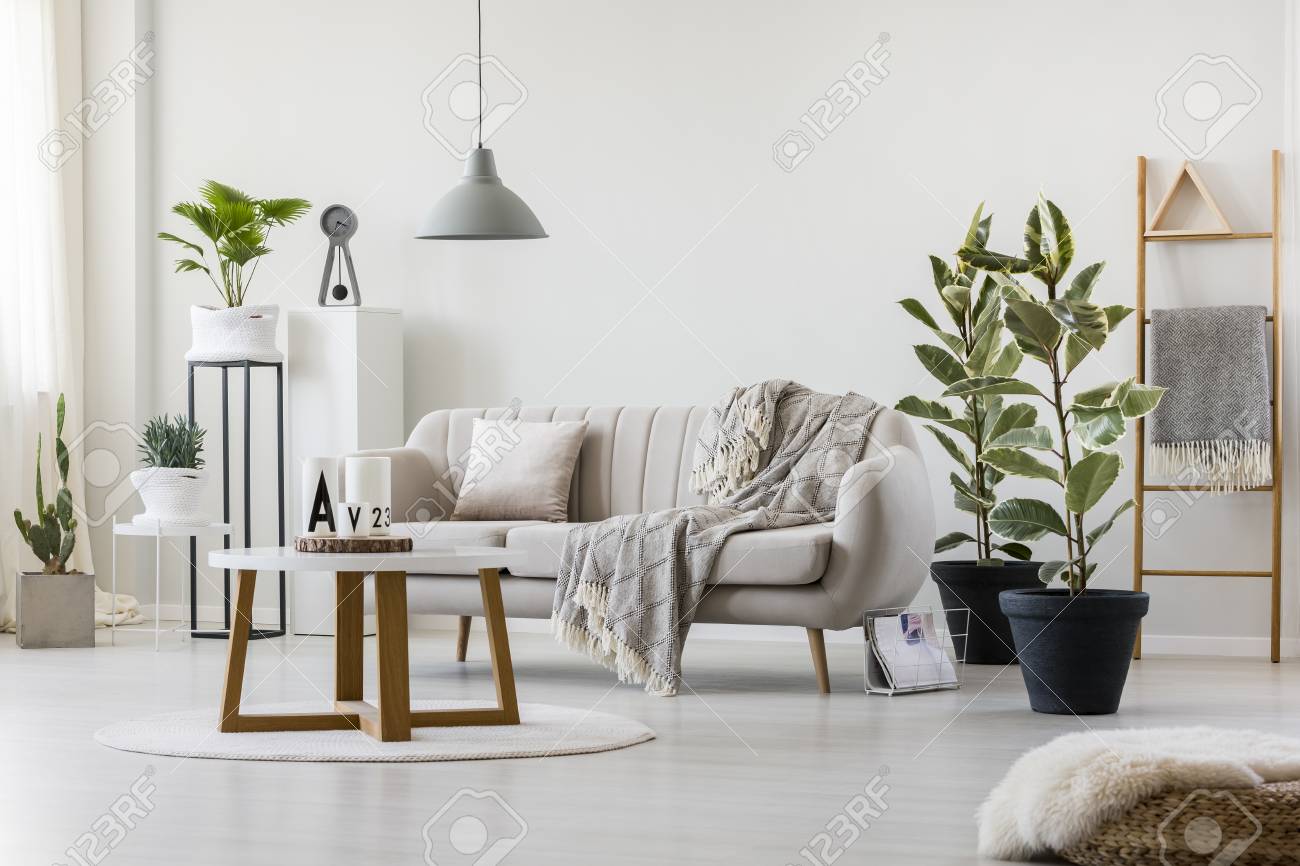 Bright living room interior with elegant, beige couch, ficus.. Bright living room interior with elegant, beige couch, ficus..