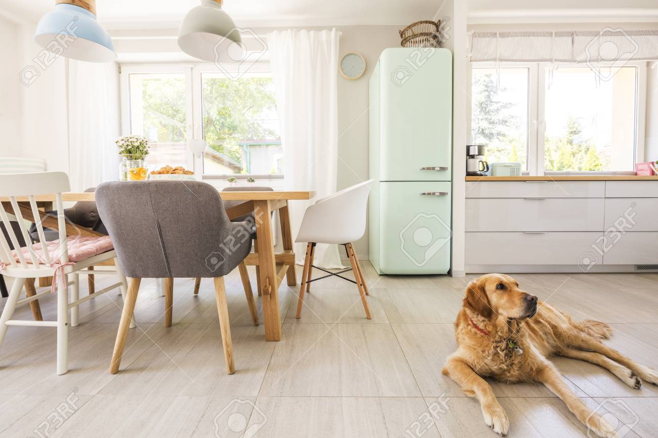 Dog Lying On The Floor In Real Photo Dining Room And Kitchen