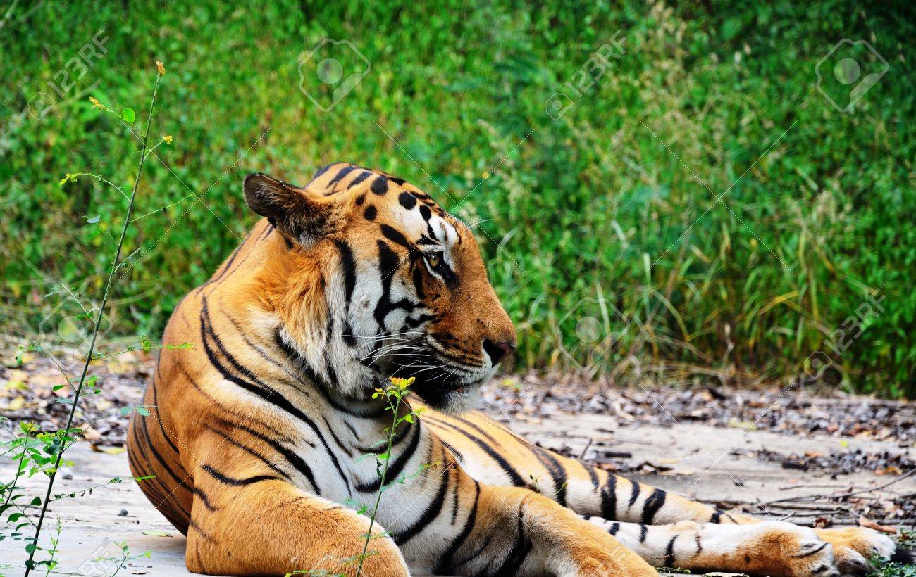 etiam-dictum-ipsum-a-felis