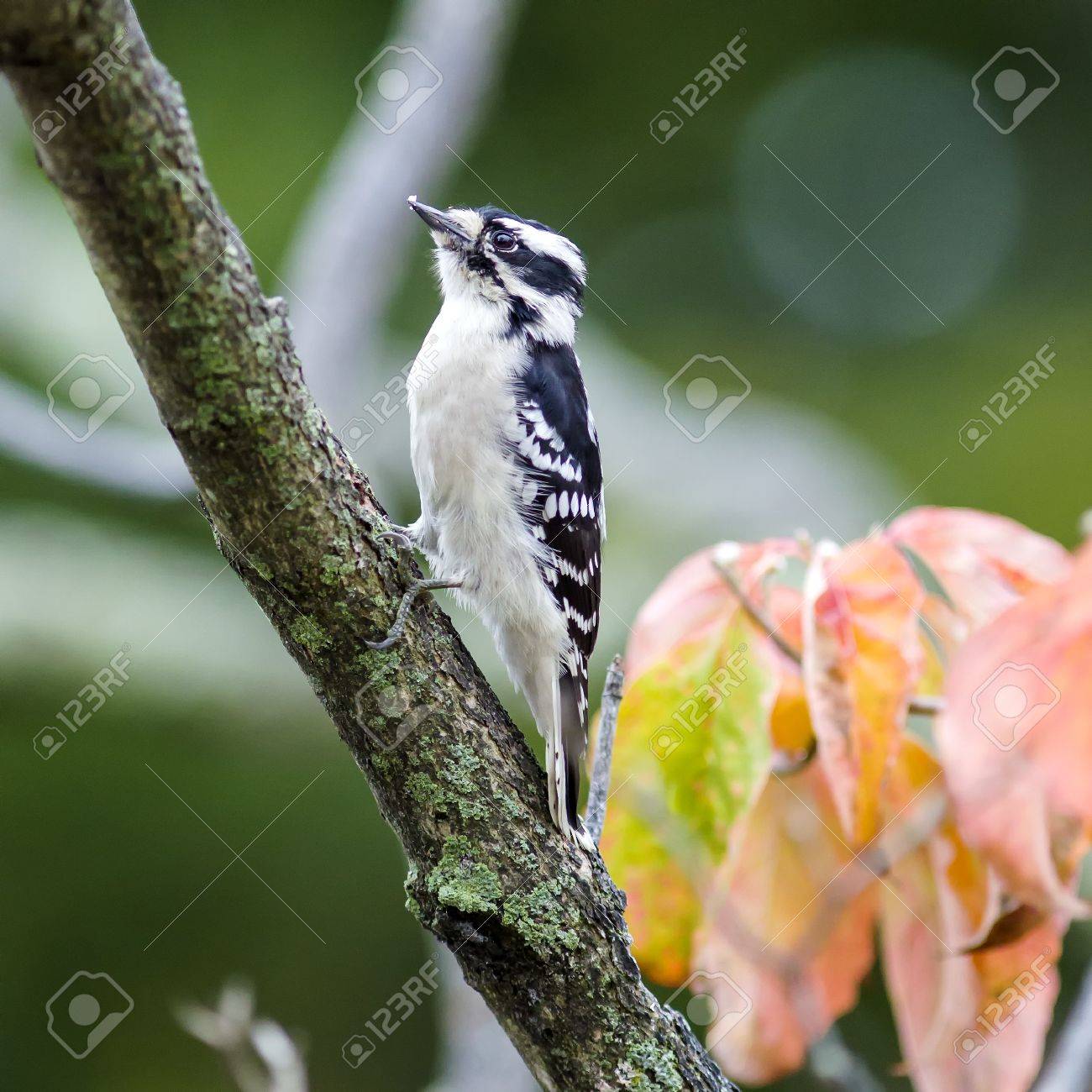 etiam-dictum-ipsum-a-felis