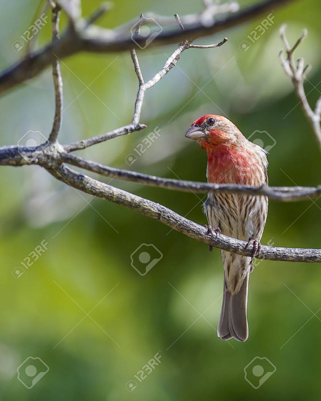 etiam-dictum-ipsum-a-felis