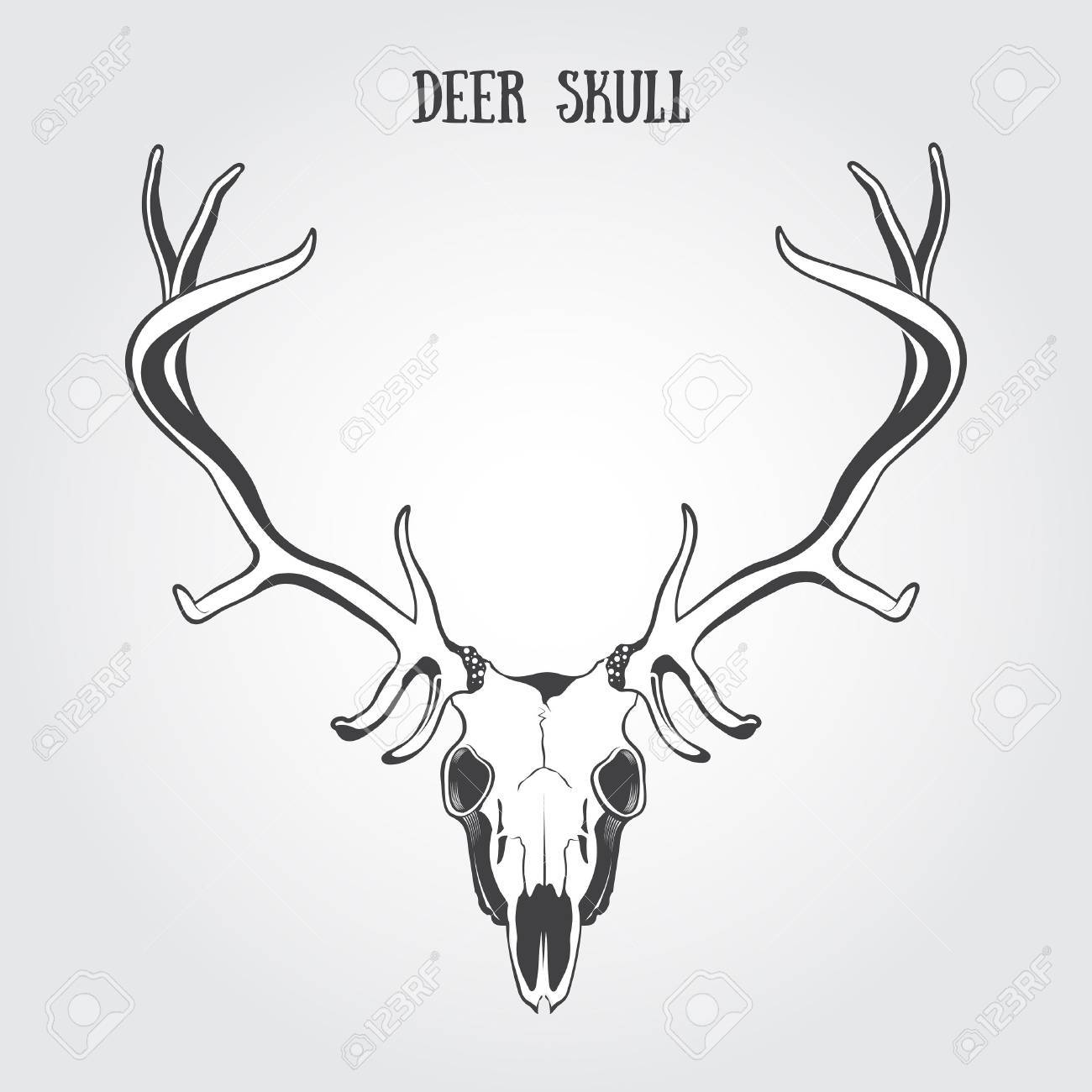 ミュールジカの頭骨