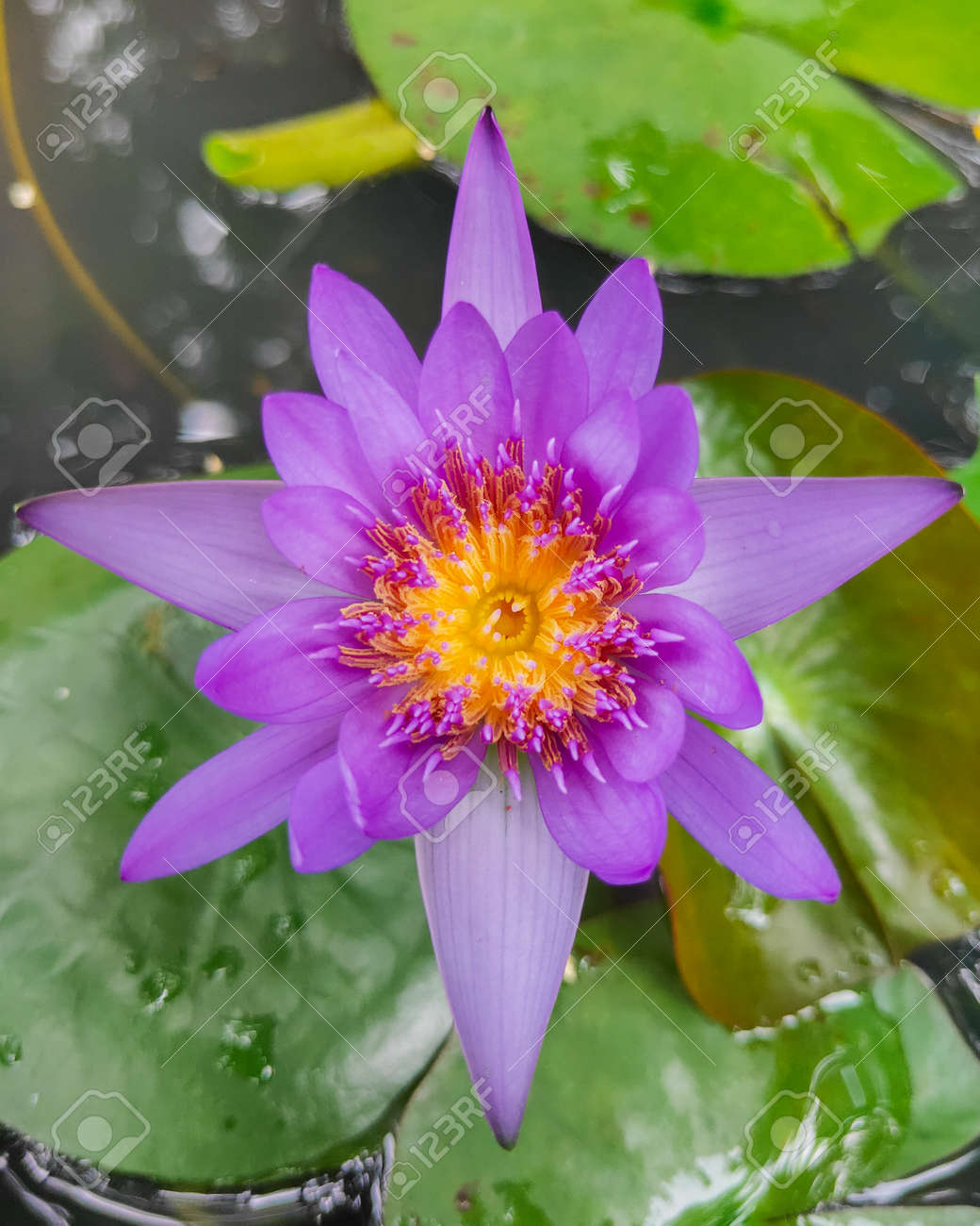 etiam-dictum-ipsum-a-felis