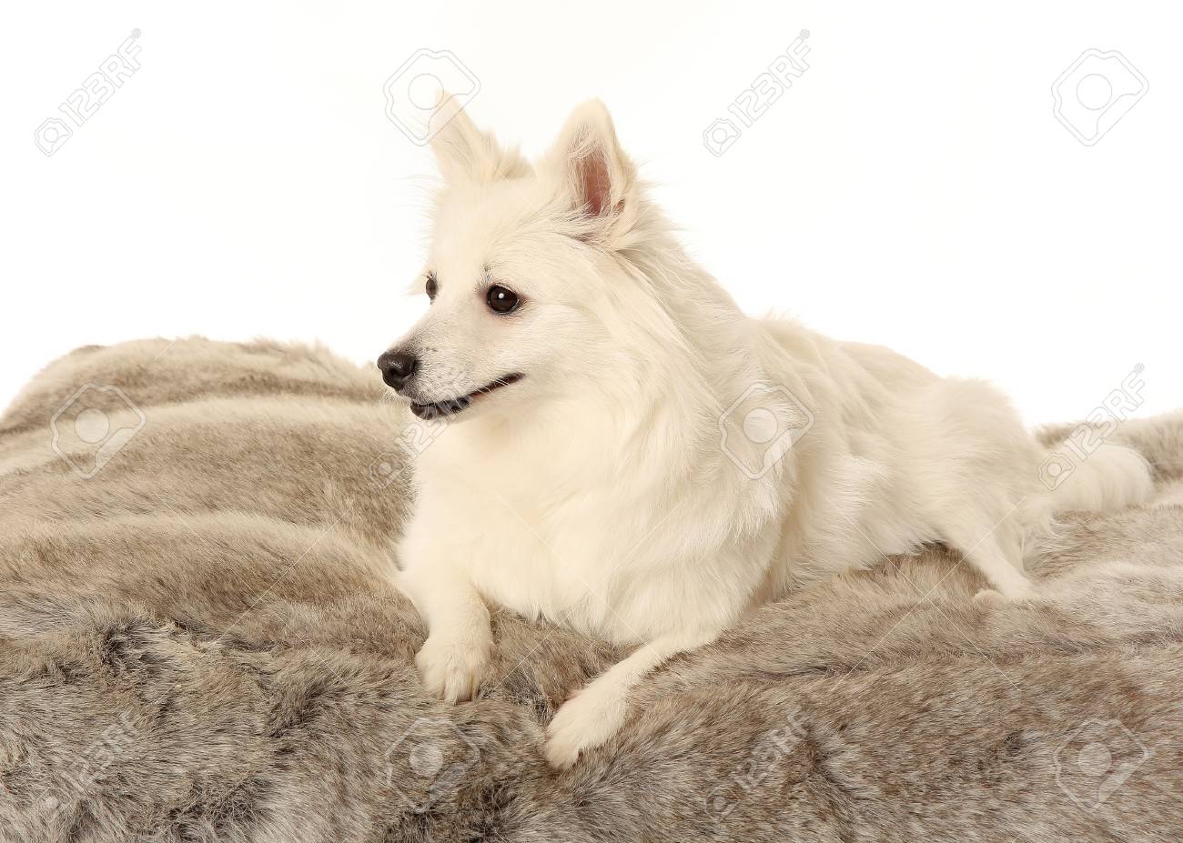 スタジオで白ヴォルピノ イタリア犬の肖像画 の写真素材 画像素材 Image