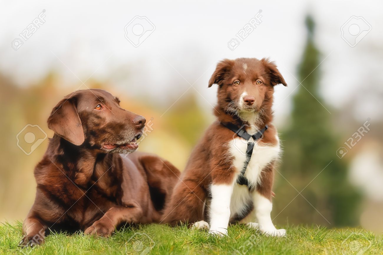 Erwachsener Braune Labrador Und Braun Weisse Border Collie Welpen Lizenzfreie Fotos Bilder Und Stock Fotografie Image 27706608