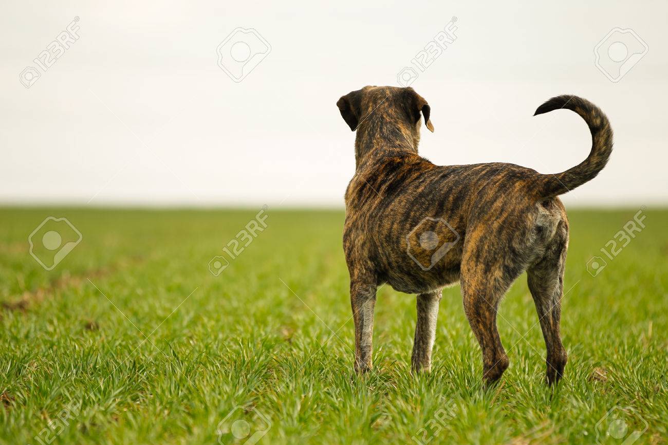 Chien Mélangé De Race Un Mélange De Cane Corso Et Mastiff Italien