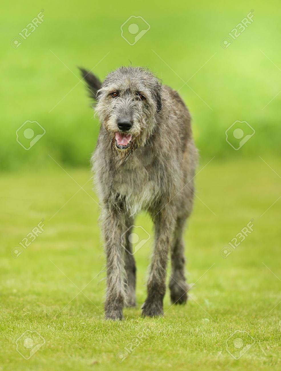 large wolfhound