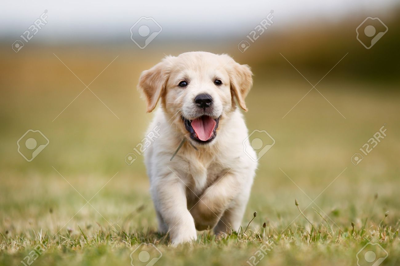 L Age De Sept Semaines Chiot Golden Retriever A L Exterieur Par Une Journee Ensoleillee Banque D Images Et Photos Libres De Droits Image L Age De Sept Semaines Chiot Golden Retriever A L Exterieur Par Une Journee Ensoleillee Banque D Images Et Photos Libres De Droits Image
