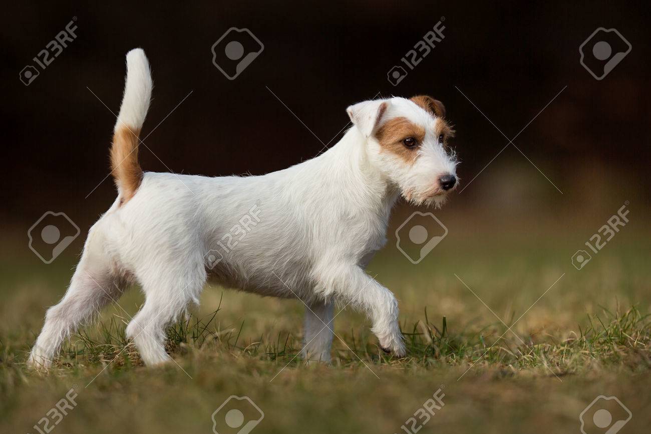 jack russell terrier pedigree