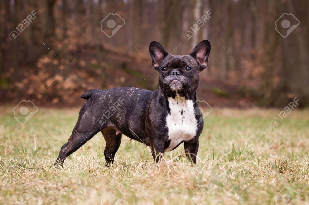 full pedigree french bulldog