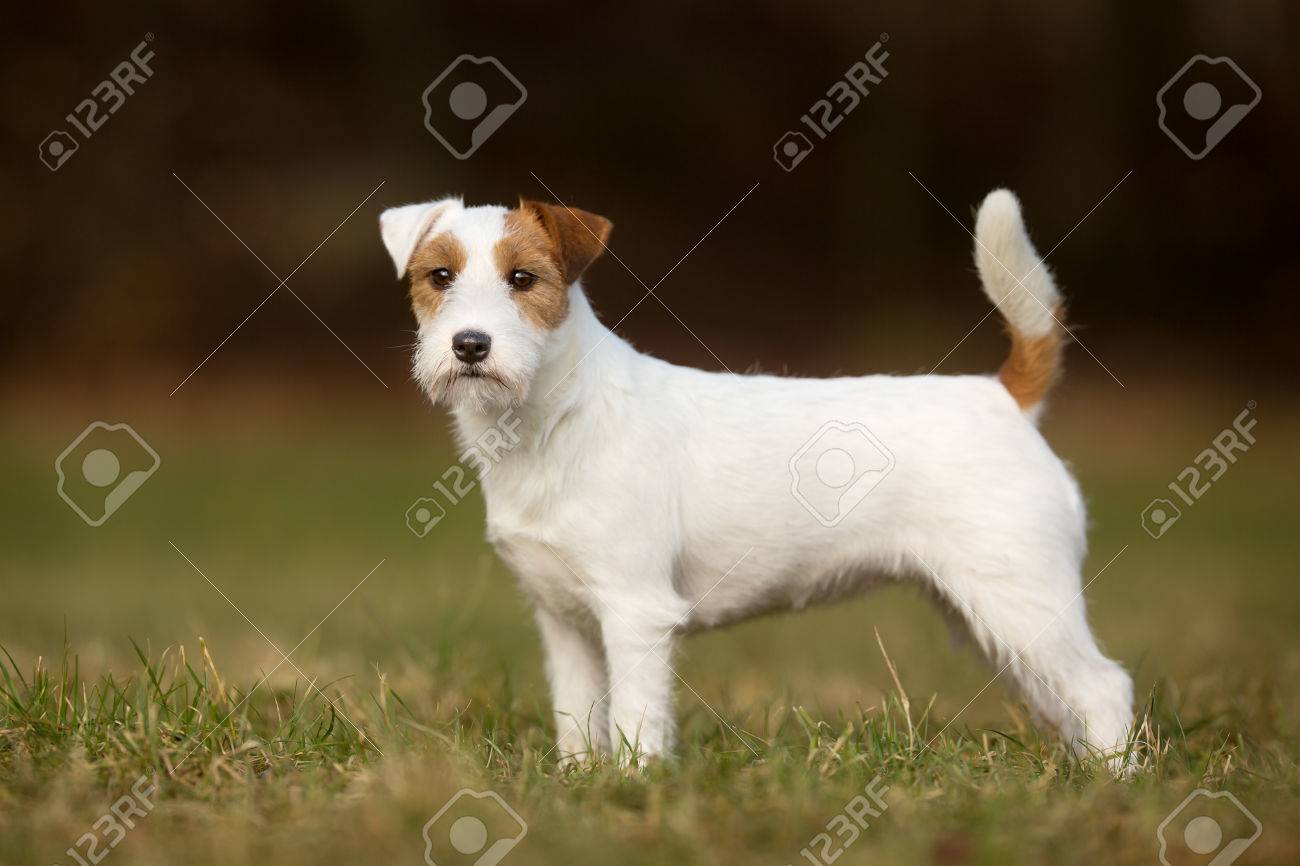 jack russell terrier pedigree
