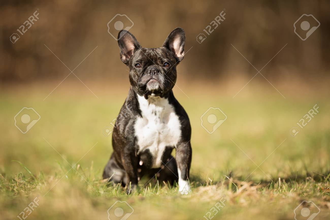 full pedigree french bulldog