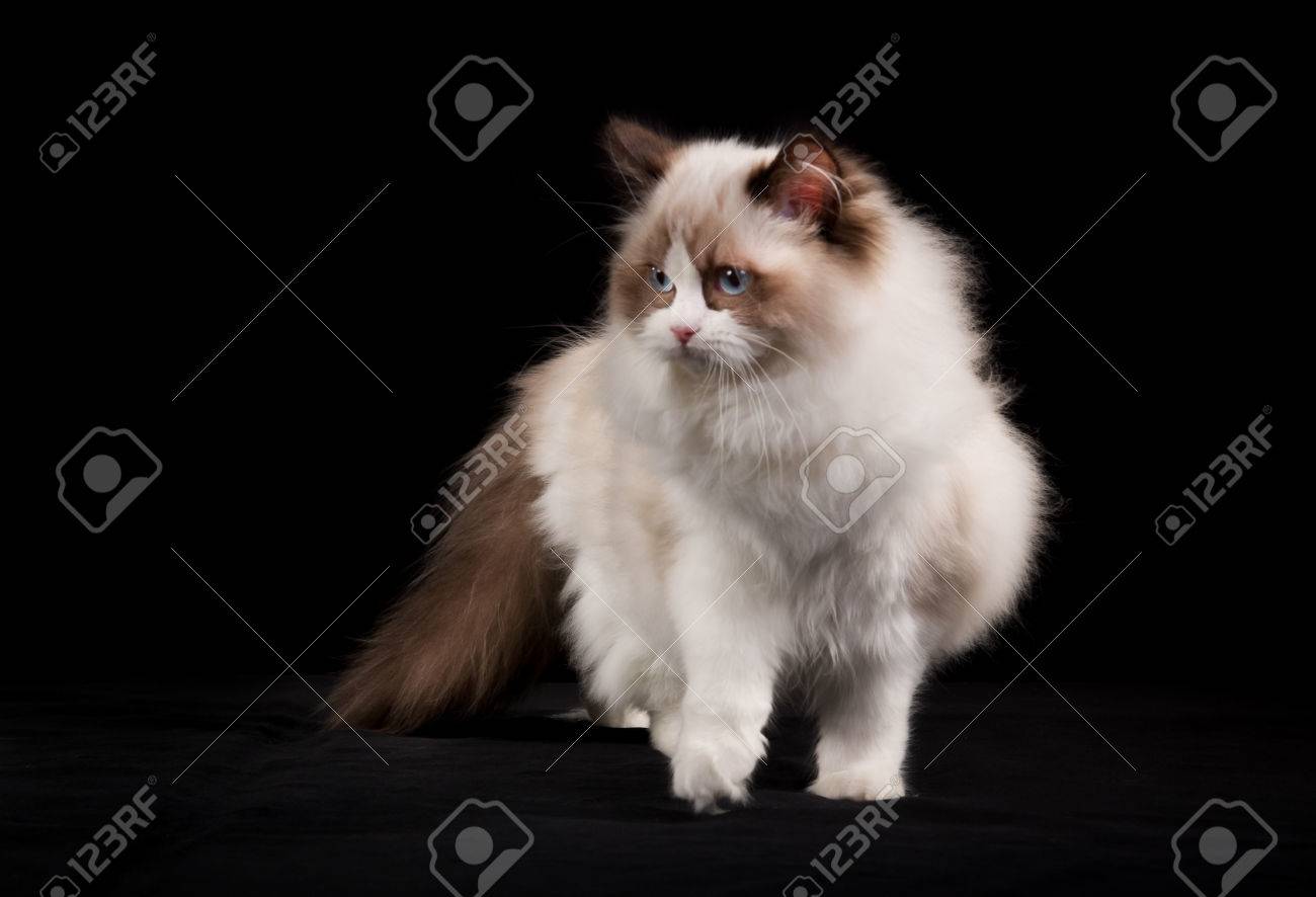 pedigree ragdoll kittens