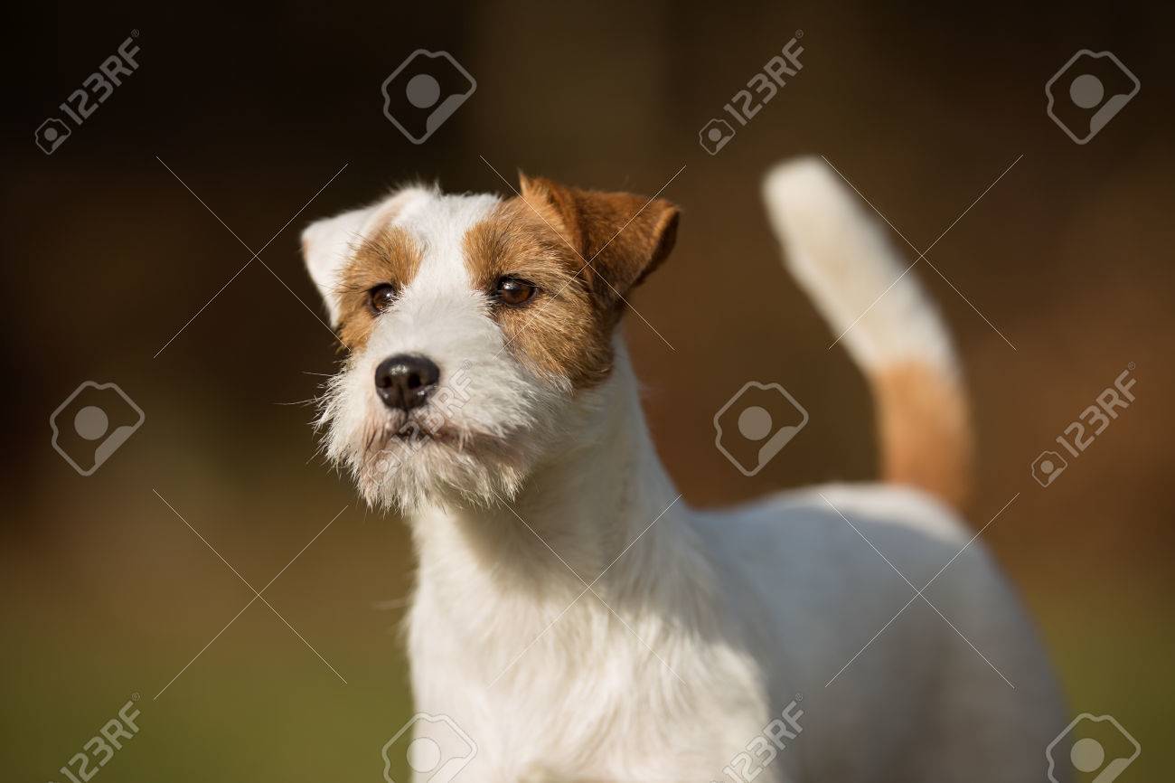jack russell terrier pedigree