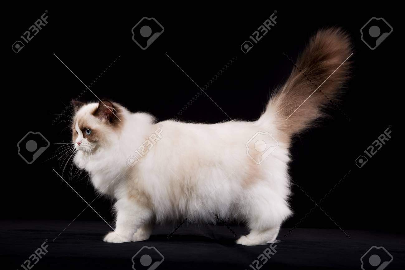 pedigree ragdoll kittens