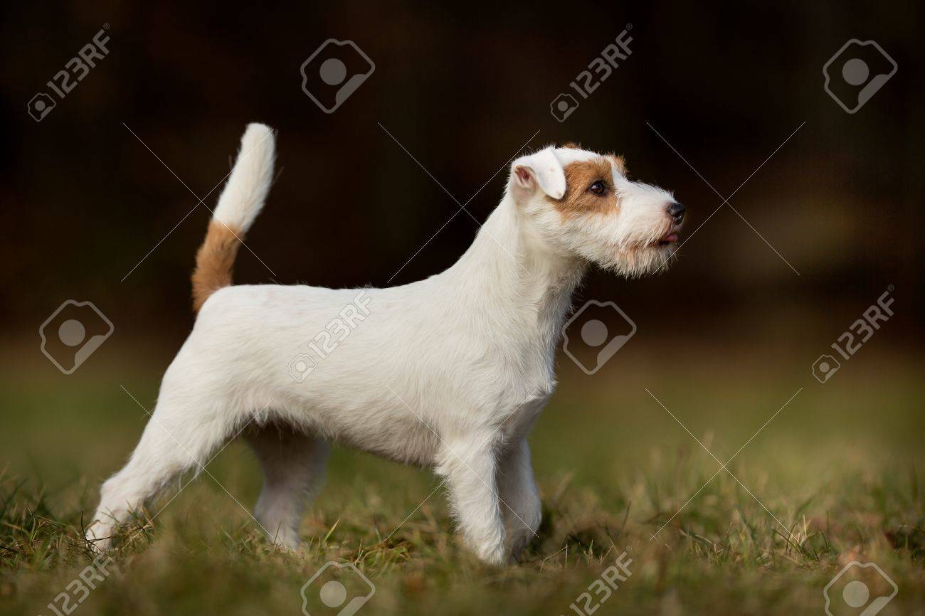 jack russell terrier pedigree