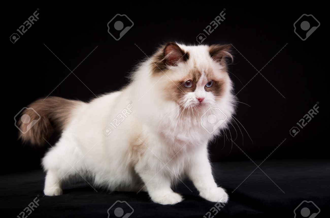 pedigree ragdoll kittens