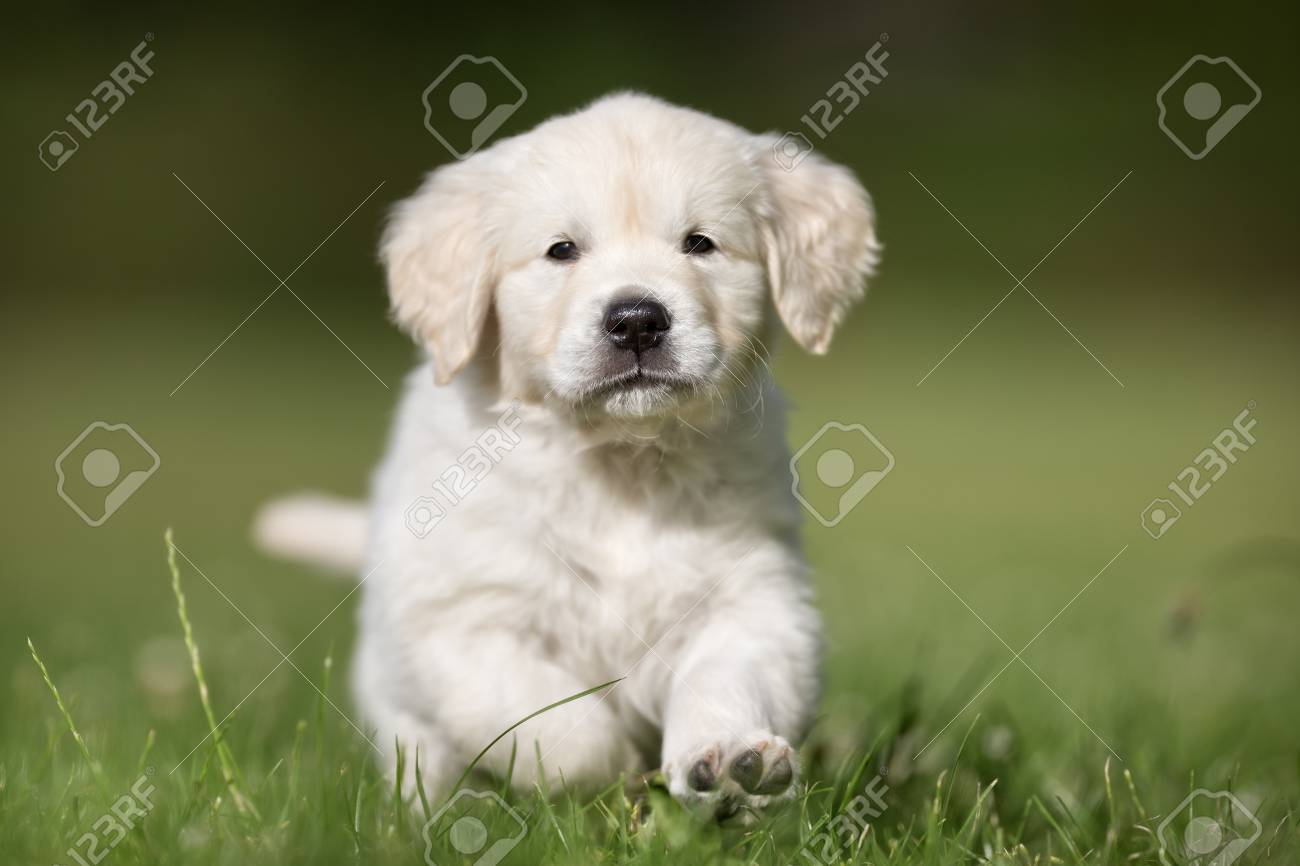 Jeune Race Golden Retriever Bebe Chien A L Exterieur Dans La Nature Sur L Herbe Prairie Sur Une Journee D Ete Ensoleillee Banque D Images Et Photos Libres De Droits Image Jeune Race Golden Retriever Bebe Chien A L Exterieur Dans La Nature Sur L Herbe Prairie Sur Une Journee D Ete Ensoleillee Banque D Images Et Photos Libres De Droits Image