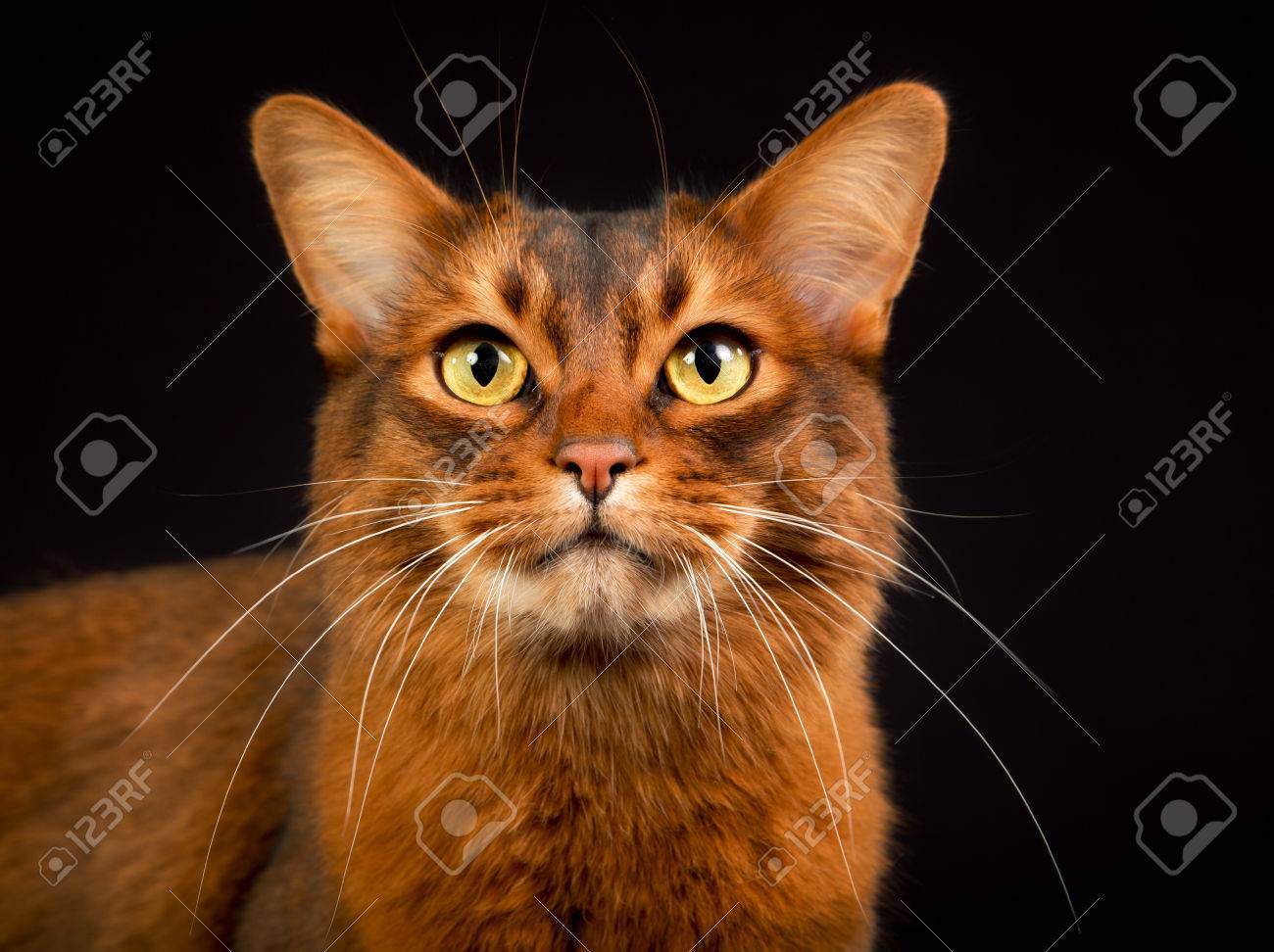 Chat Orange Somalienne Photographie L Interieur En Studio Sur Fond Noir Banque D Images Et Photos Libres De Droits Image