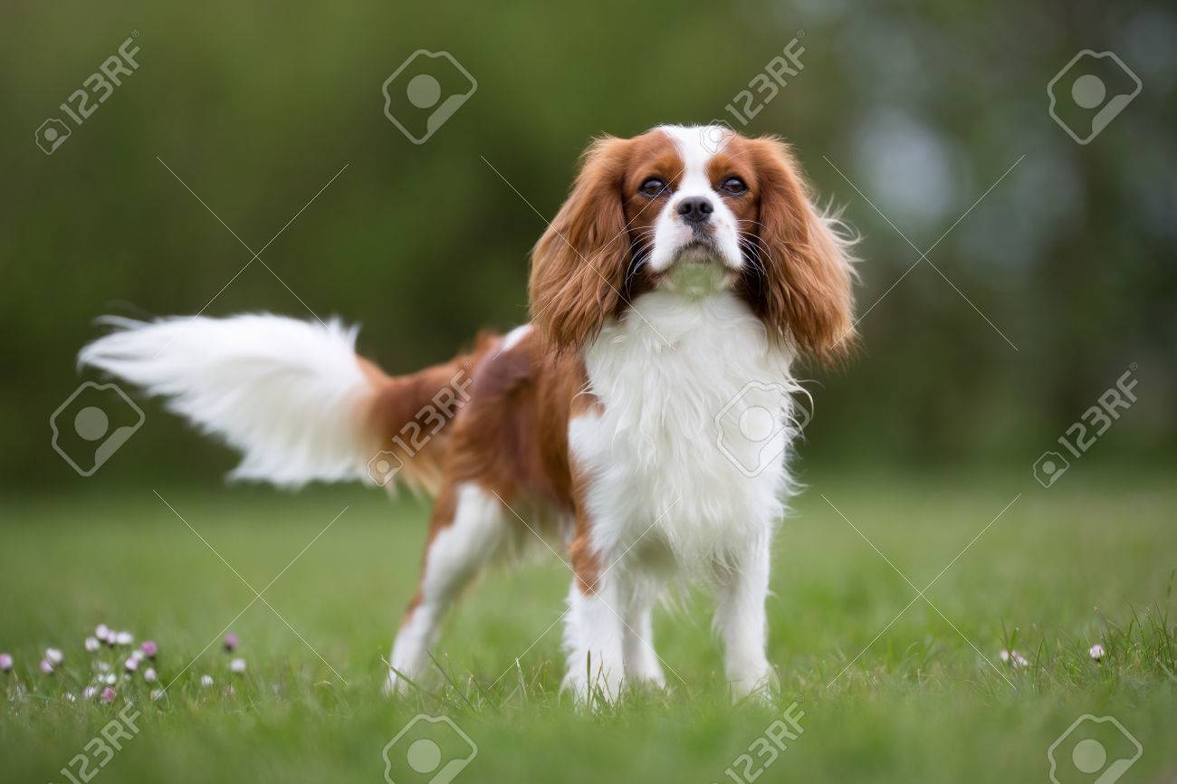 purebred cavalier
