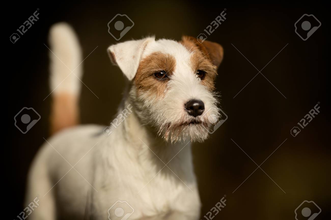 jack russell terrier pedigree