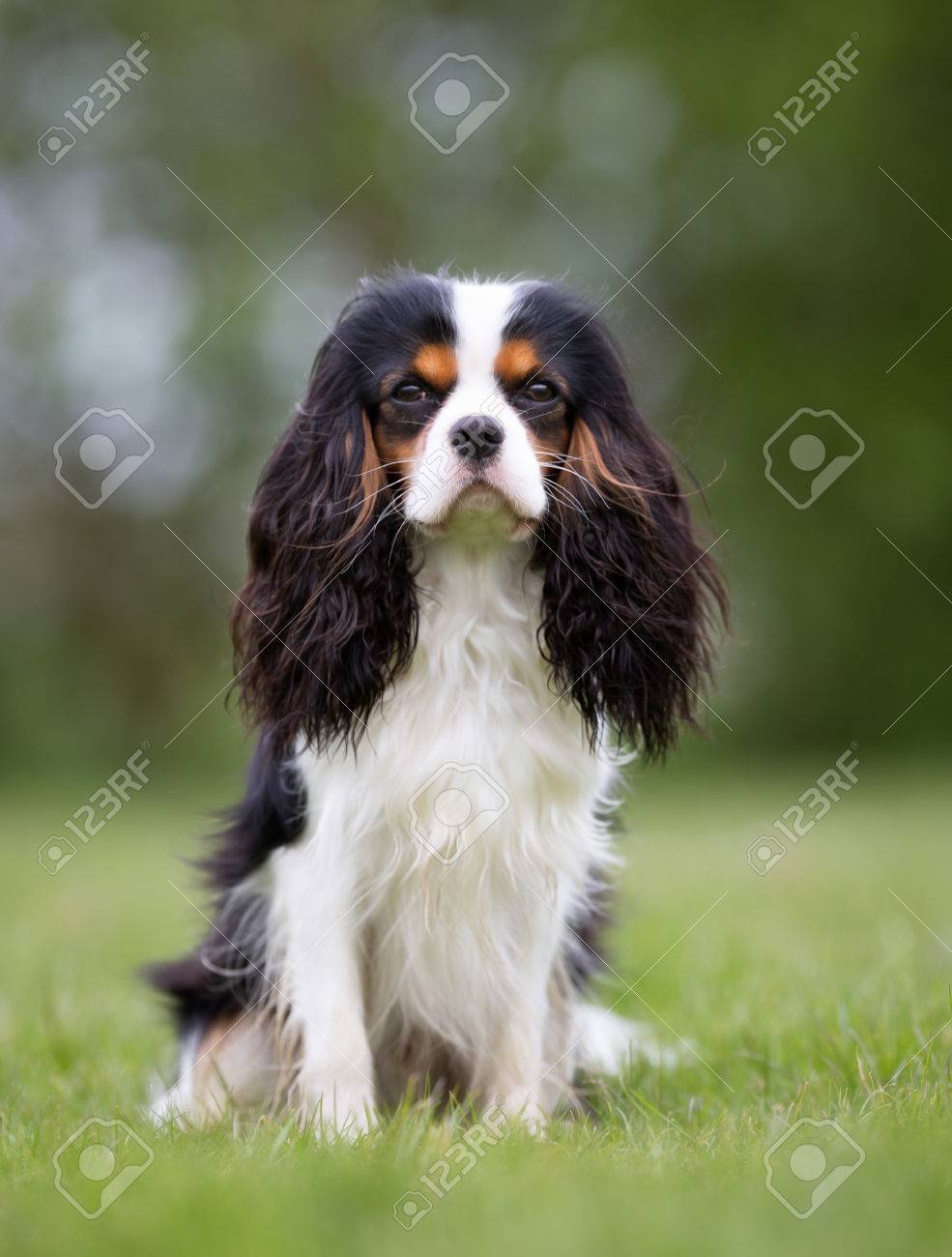 buy science diet dog food