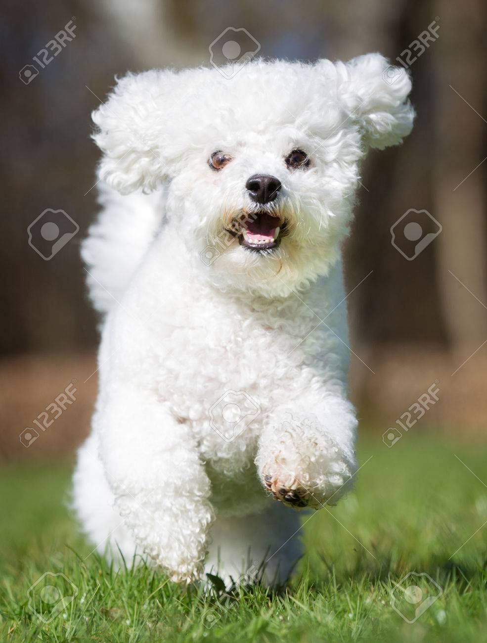 bichon purebred