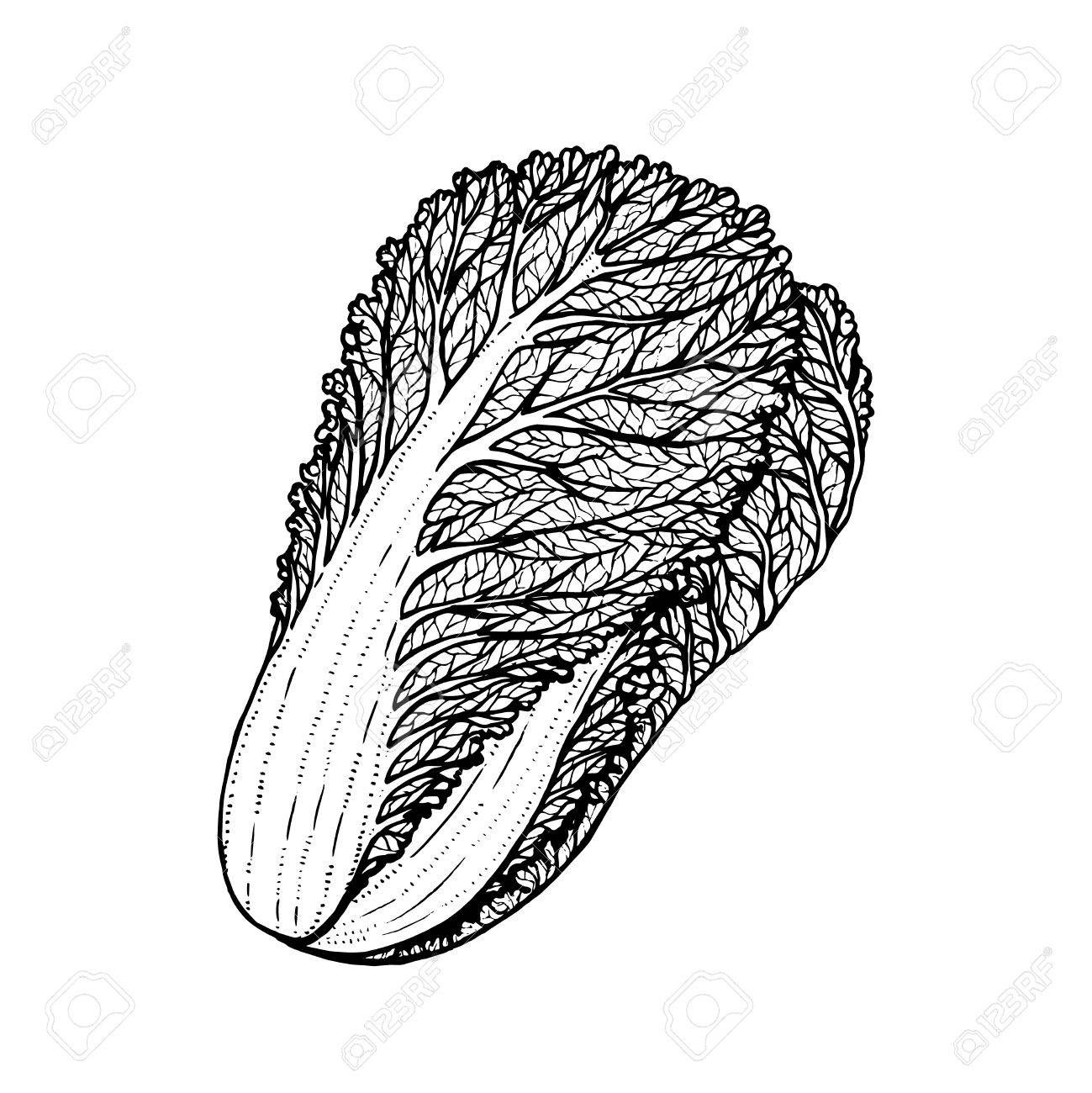 白菜のベクトル イラストを手描き落書きスタイル のイラスト素材 ベクタ Image