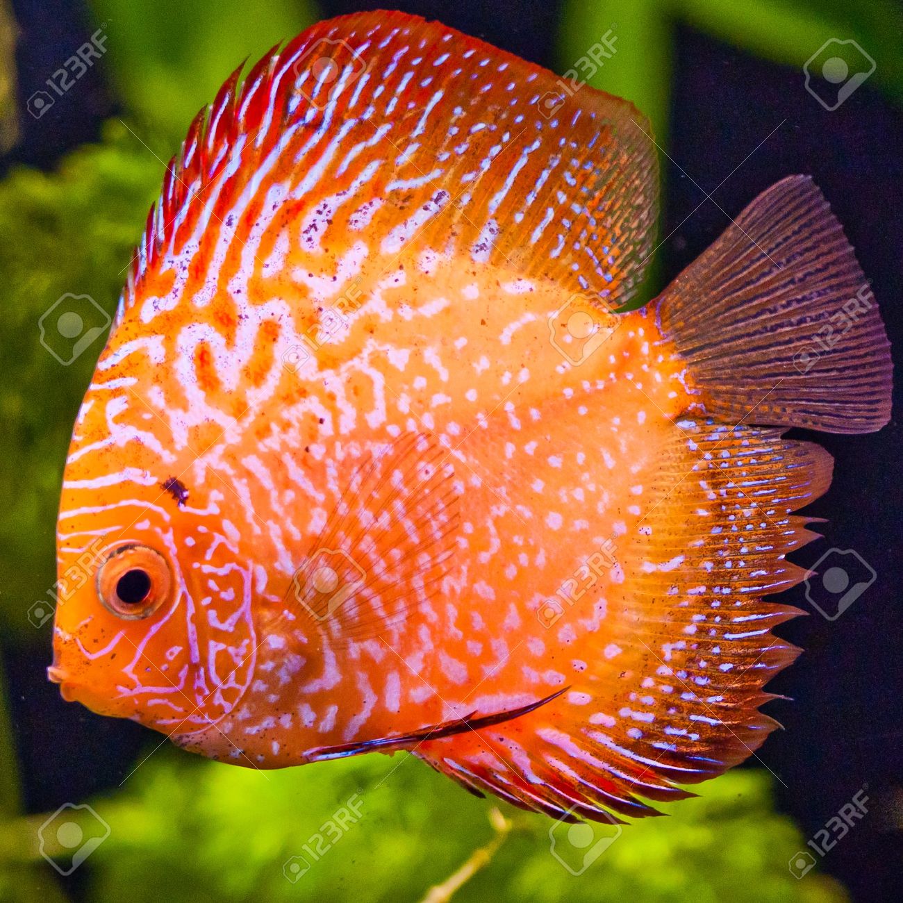 discus tropical fish