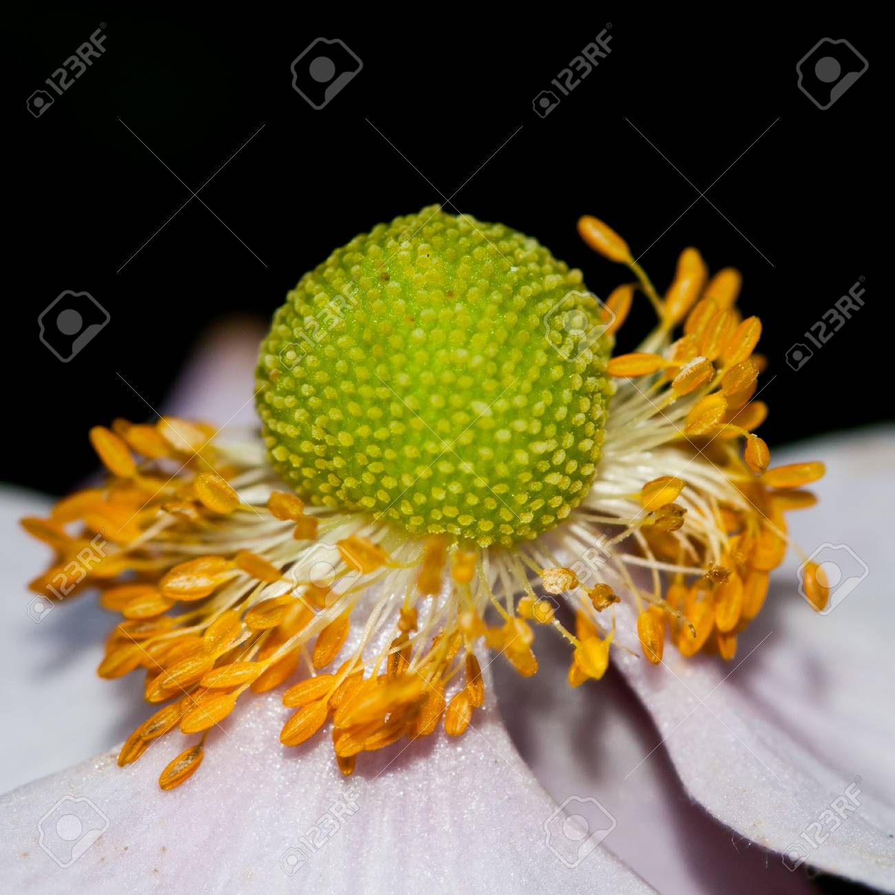 日本のアネモネの花の中心部のマクロ撮影 の写真素材 画像素材 Image