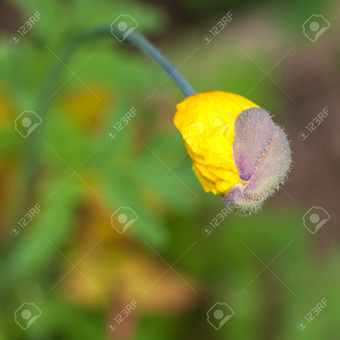 ポピーの花びらは春の時間に出現する開始します の写真素材 画像素材 Image ポピーの花びらは春の時間に出現する開始します の写真素材 画像素材 Image