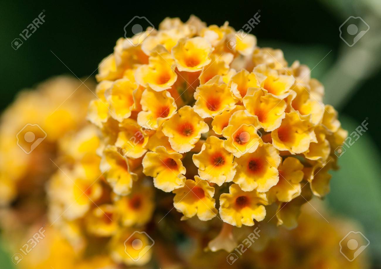 The Yellow Blooms Of A Butterfly Bush Stock Photo Picture And Royalty Free Image Image 15408118