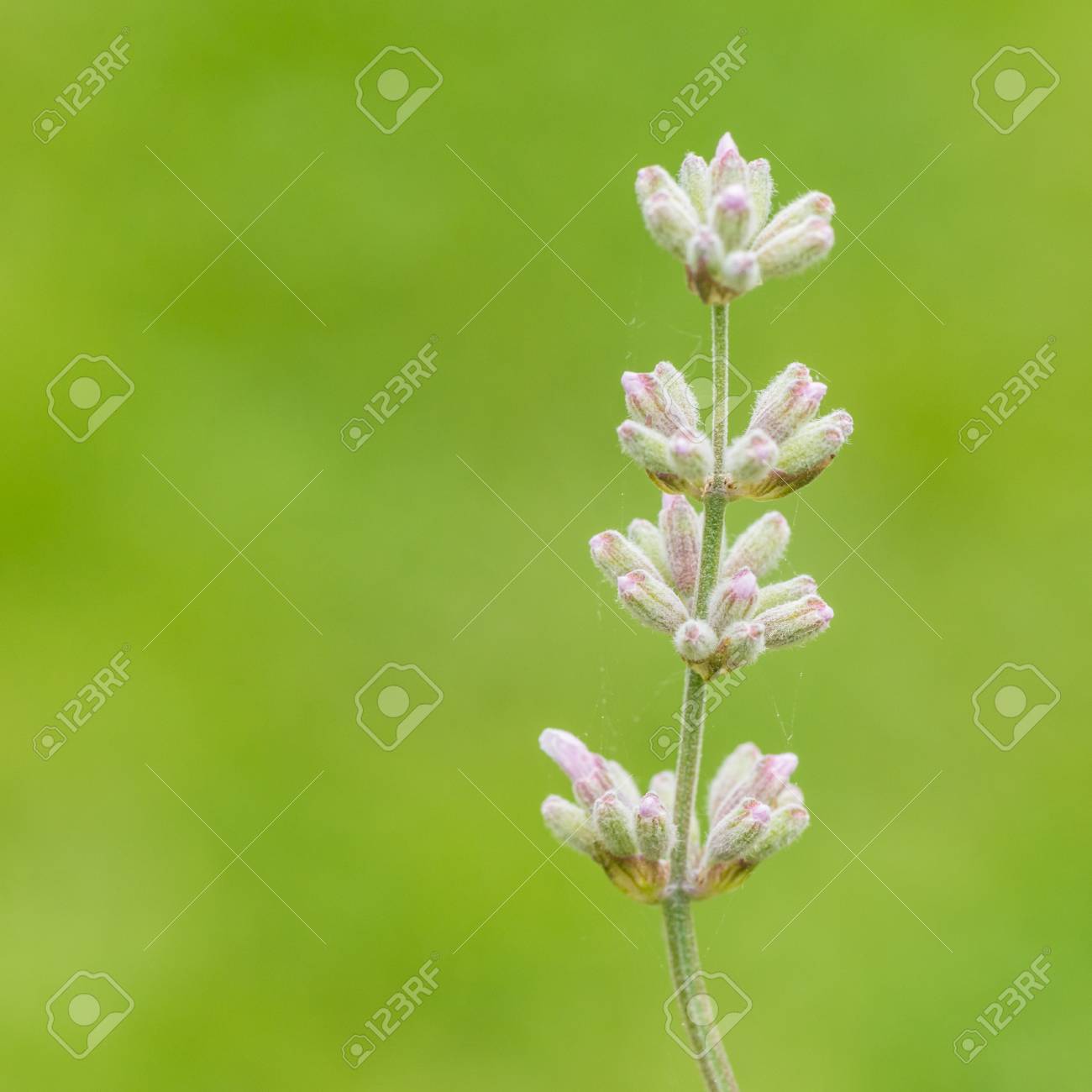 いくつかの白いラベンダーの芽のマクロ撮影 の写真素材 画像素材 Image