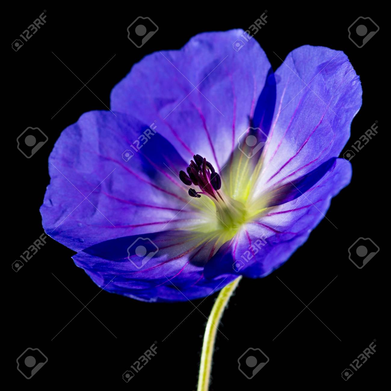 青いゼラニウムの花のマクロ撮影 の写真素材 画像素材 Image 青いゼラニウムの花のマクロ撮影 の写真素材 画像素材 Image