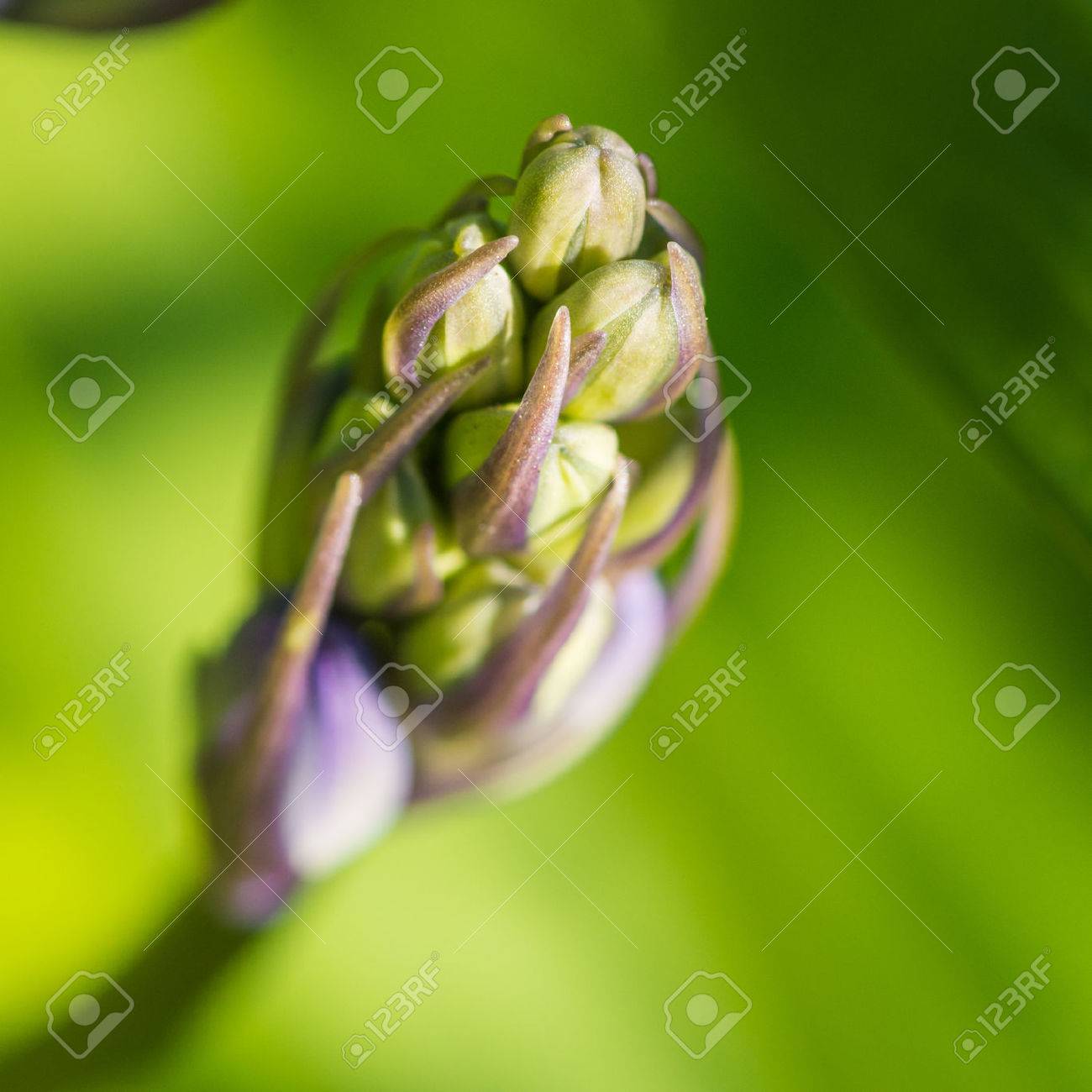 ブルーベルの花のつぼみのマクロ撮影 の写真素材 画像素材 Image