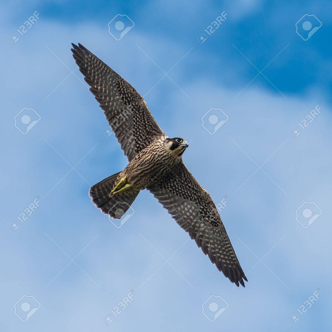 A Shot Of A Peregrine Falcon Flying Through A Cloudy Blue Sky