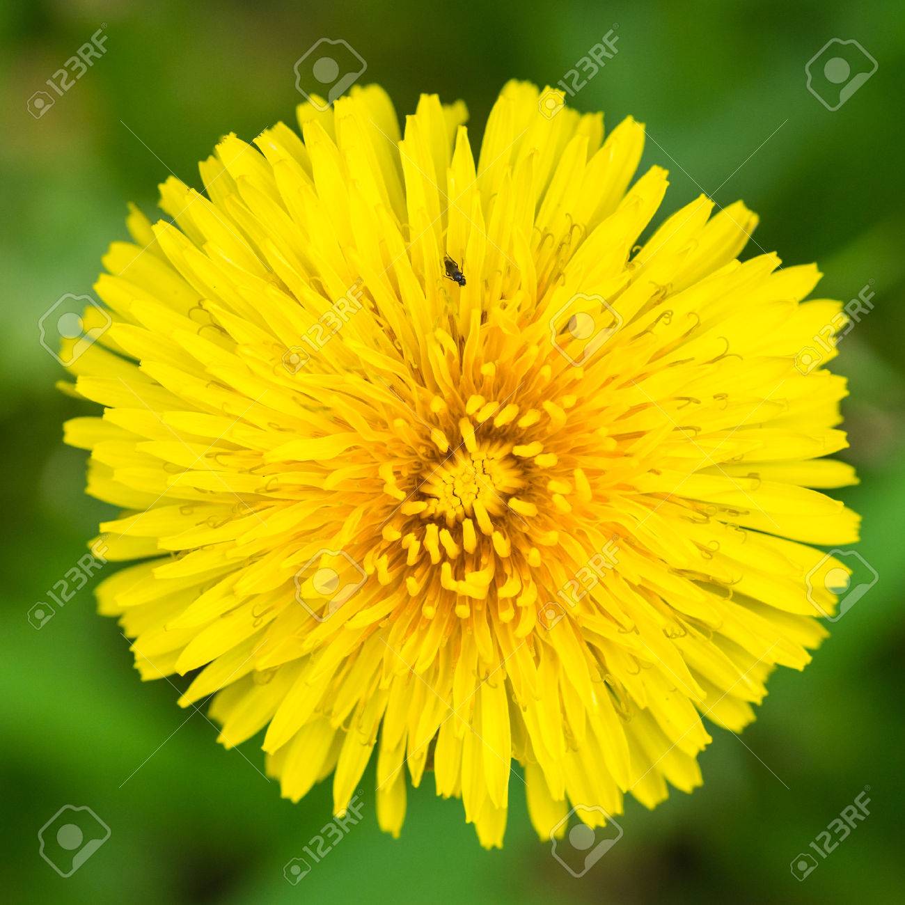 A macro shot of a yellow dandelion bloom. - 46976584 A macro shot of a yellow dandelion bloom. - 46976584