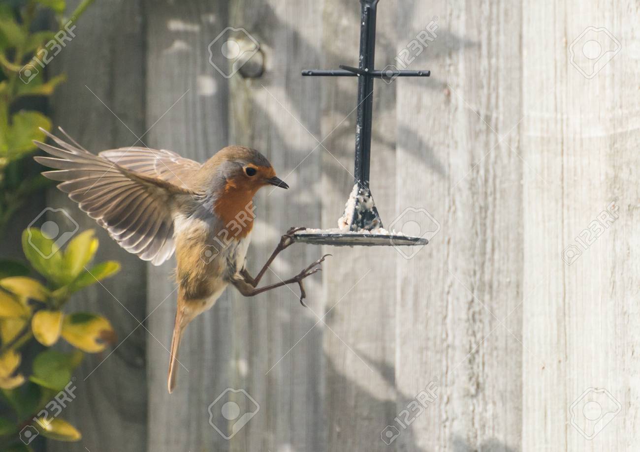 A Shot Of A Robin Grabbing At Some Bird Food While Hovering Next