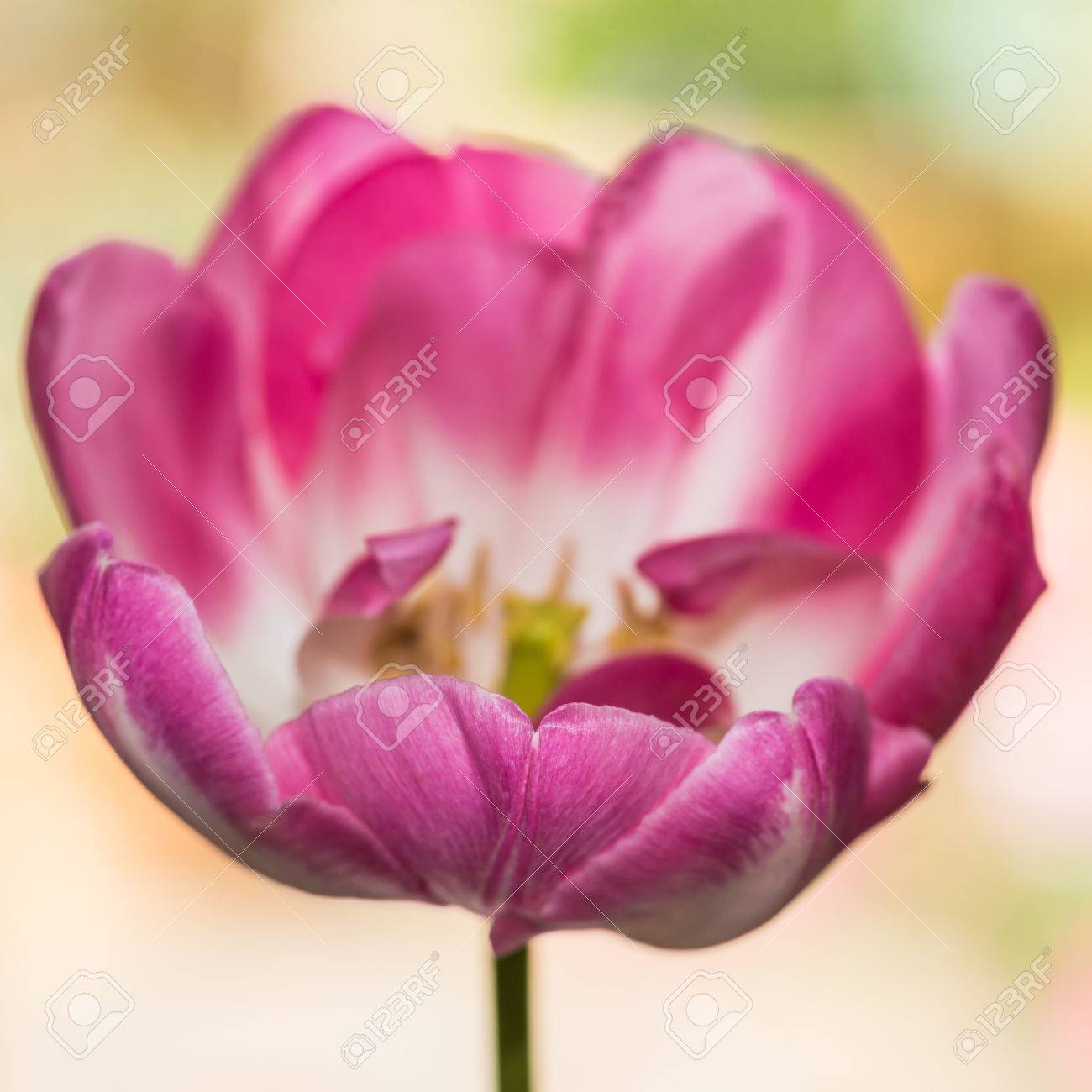 ピンクのチューリップの花のマクロ撮影 の写真素材 画像素材 Image