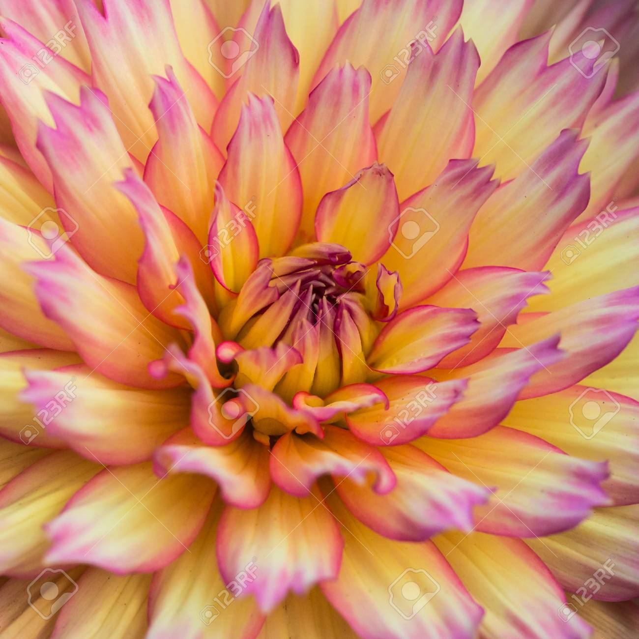 A Macro Shot Of A Dahlia Gallery Pablo Bloom Stock Photo Picture And Royalty Free Image Image