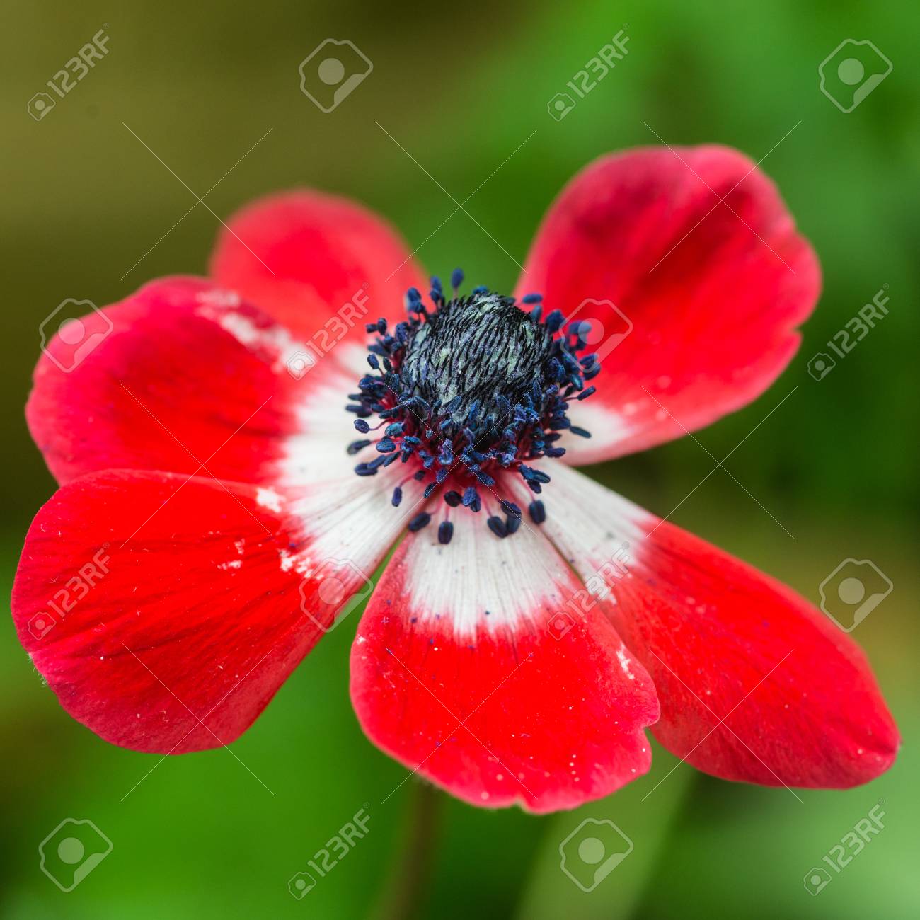 赤いアネモネの花のマクロ撮影 の写真素材 画像素材 Image