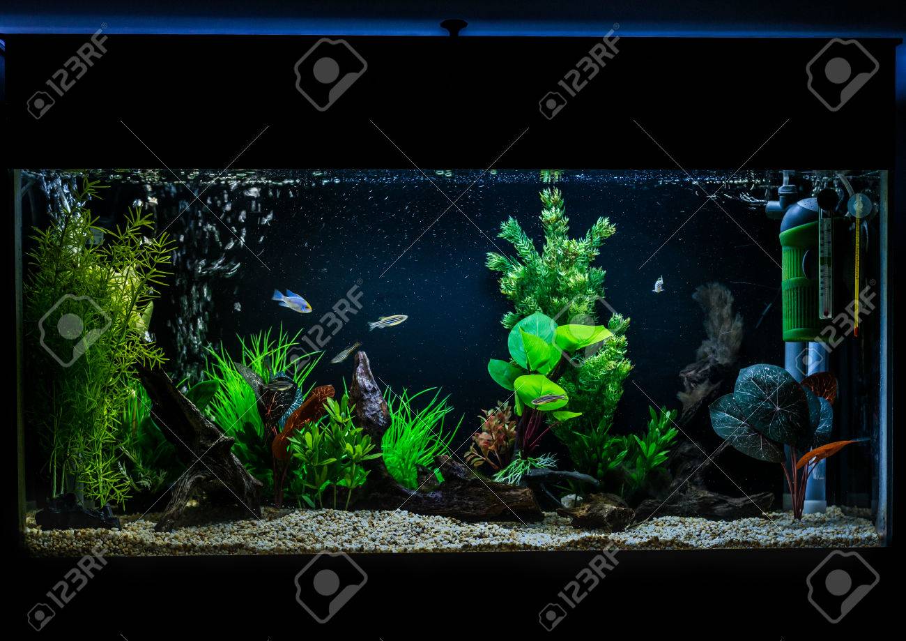 3ft fish tank
