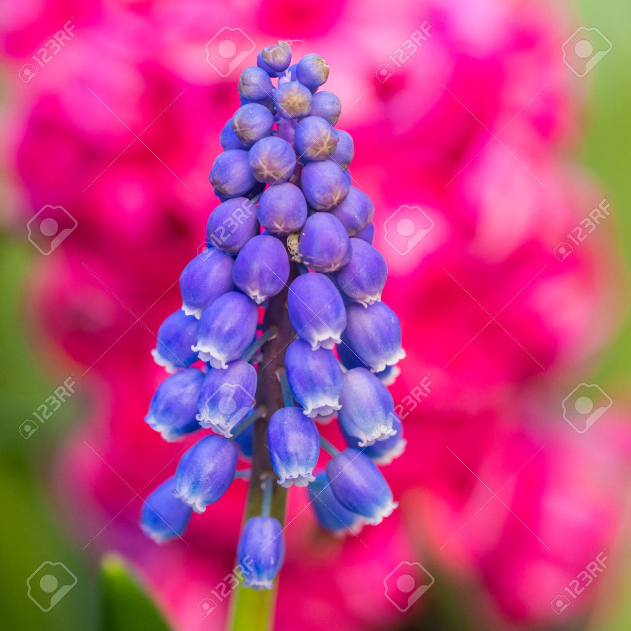 Una Macro Foto De Una Flor De Uva Azul Jacinto Y El Hogar De Una Pequena Arana Fotos Retratos Imagenes Y Fotografia De Archivo Libres De Derecho Image 82084000