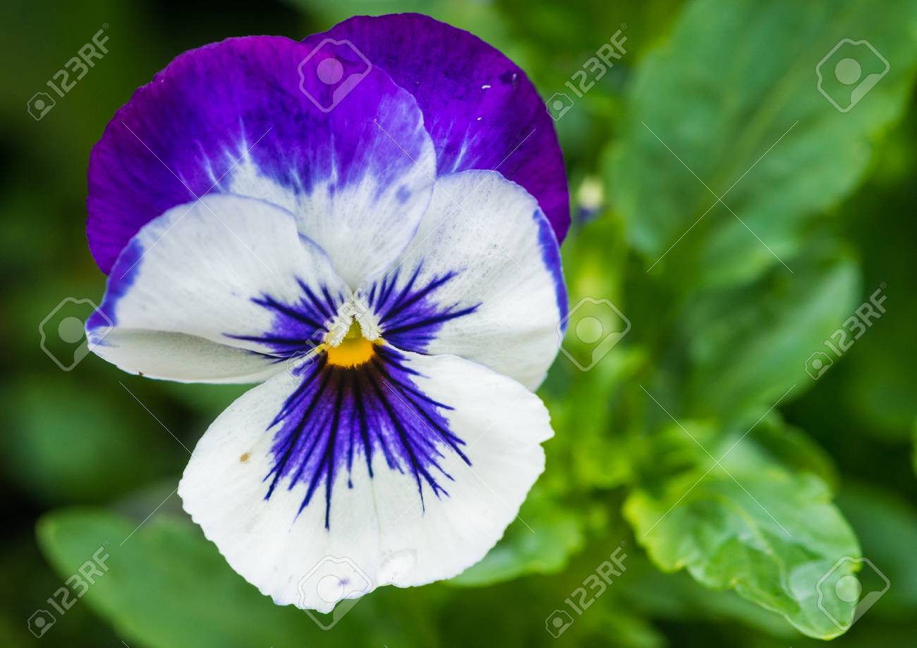 青と白のパンジーの花のマクロ撮影 の写真素材 画像素材 Image